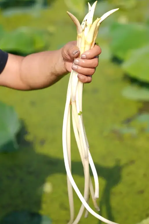 、甘肃的虾 农业大摸底太精彩了AG真人澳门百家家乐新疆的海鲜(图14)